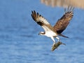 Osprey Royalty Free Stock Photo