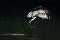 Osprey in Flight With Catch VIII Royalty Free Stock Photo