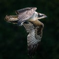 Osprey Catch III Royalty Free Stock Photo