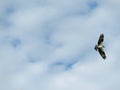 Osprey in flight at Ding Darling Wildlife Refuge