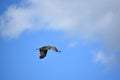 Osprey in Flight with Feathers Spread on Wings Royalty Free Stock Photo