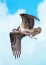 Osprey flight with fish Royalty Free Stock Photo