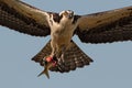 Osprey in Flight with Half Eaten Fish