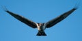 Osprey Flight III Royalty Free Stock Photo