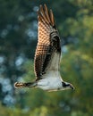 Osprey Flight IV Royalty Free Stock Photo