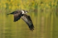 Osprey Flight IX Royalty Free Stock Photo