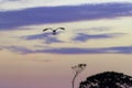 Osprey in flight with needle fish in claws Royalty Free Stock Photo