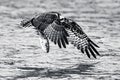 Osprey Takeoff VIII Royalty Free Stock Photo