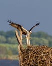 Osprey Landing on Nest with Wings outspread