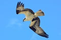 Osprey in Flight With Prey 02 Royalty Free Stock Photo