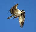 Osprey In Flight With Prey Royalty Free Stock Photo