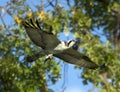 Osprey In Flight With Prey Royalty Free Stock Photo