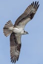 Osprey in flight searching for fish Royalty Free Stock Photo
