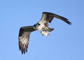 Osprey In Flight With Shad Royalty Free Stock Photo