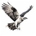 Hyper-realistic Illustration Of Osprey Flying In Shades Of Gray