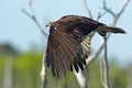 Osprey in Flight Royalty Free Stock Photo