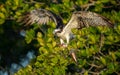 Osprey in Florida Royalty Free Stock Photo