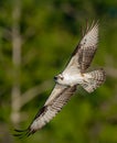 Osprey in Florida Royalty Free Stock Photo