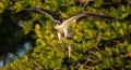 Osprey in Florida Royalty Free Stock Photo
