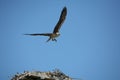 Osprey flying