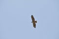 Wildlife Birds Series - Osprey in flight - Raptor - Pandion halieatus Royalty Free Stock Photo