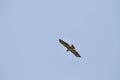 Wildlife Birds Series - Osprey in flight - Raptor - Pandion halieatus Royalty Free Stock Photo