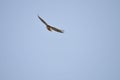Wildlife Birds Series - Osprey in flight - Raptor - Pandion halieatus Royalty Free Stock Photo