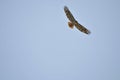 Wildlife Birds Series - Osprey in flight - Raptor - Pandion halieatus Royalty Free Stock Photo