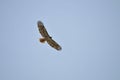 Wildlife Birds Series - Osprey in flight - Raptor - Pandion halieatus Royalty Free Stock Photo