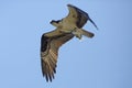 Osprey flying with a big fish in its talons, Florida. Royalty Free Stock Photo