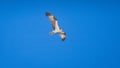 Osprey flying in a blue sky Royalty Free Stock Photo
