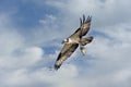Osprey flying in clouds with fish Royalty Free Stock Photo
