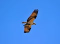 Osprey flying with fish Royalty Free Stock Photo