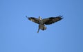 Osprey Flying with Fish Royalty Free Stock Photo