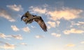 Osprey flying with fish caught in talons against a sunset sky Royalty Free Stock Photo