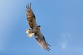 Osprey flying with a fish in its talons Royalty Free Stock Photo