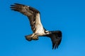 Osprey flying with a fish in its talons Royalty Free Stock Photo