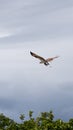 Osprey Flying with Fish, J.N. ''Ding'' Darling National Wildlife Royalty Free Stock Photo