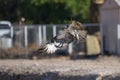 Osprey flying with a fish Royalty Free Stock Photo