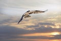 Osprey Flying with Fish in Talons at Sunset Royalty Free Stock Photo