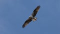 Osprey Flying, J.N. ''Ding'' Darling National Wildlife Refuge, S