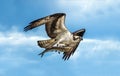 Osprey flying with large fish in talons Royalty Free Stock Photo