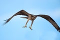 Osprey Flying Legs Down