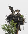 Osprey flying lesson on nest taught to fledglings Royalty Free Stock Photo