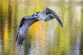 Osprey Flying Above Sunset Colored Water