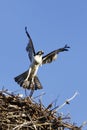Osprey Flying from Nest to Hunt Royalty Free Stock Photo