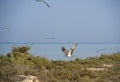 Osprey flying over bushes Royalty Free Stock Photo