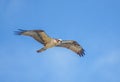 Osprey Flying over Coastal Florida