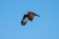 Osprey Flying Over Pond