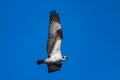 Osprey Flying Over Foster Arend Pond